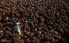 Nhiều tập đoàn dầu cọ Malaysia bỏ trồng cọ để 'nuôi' AI