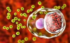 Quan hệ đồng giới không an toàn, nam thanh niên viêm họng do tác nhân hiếm gặp