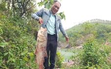 Người dân đua nhau săn cá 'khủng' dưới xả tràn lũ hồ Kẻ Gỗ