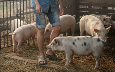 Chủ quan với vết thương heo cắn, cậu bé 14 tuổi suýt mất mạng vì vi khuẩn 'ăn xương'