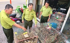 Kiểm lâm TP.HCM tạm giữ khoảng 1.000 con chim không giấy tờ bày bán lề đường Thuận Kiều