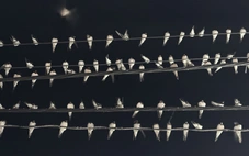 Hy hữu hàng ngàn chim én đậu kín dây điện ở trung tâm Cần Thơ