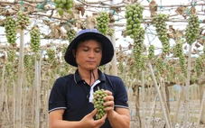 Nho Phan Rang sau lũ: Ruộng xanh mướt giờ khô héo, trái non treo lủng lẳng