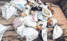 Thủ đô Indonesia chính thức cấm thịt chó, mèo, dơi để ngăn lây truyền bệnh dại