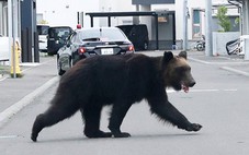 Đoạn video 'gấu tấn công mới nhất' ở Nhật Bản không phải AI nhưng cũng không phải sự thật