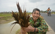 Ướt hàng tấn chổi đót trong lũ, người dân làng nghề Mỹ Thành 'gượng dậy' đem đót ra phơi