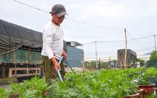 Sau mưa lũ, người trồng hoa ở Đà Nẵng thấp thỏm dự đoán thị trường Tết