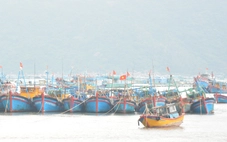 Khu vực vịnh Vũng Rô lập các tổ ứng phó với bão số 15