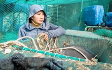 Giúp dân vùng bão lũ tái thiết sản xuất