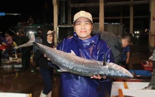 Cảng cá Thọ Quang nhộn nhịp tàu thuyền, ngư dân phấn khởi vì hải sản được giá