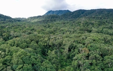 Lâm nghiệp không chỉ là 'lá chắn xanh' mà còn là động lực của tăng trưởng kinh tế