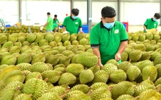 Trung Quốc phê duyệt thêm gần 1.000 mã số vùng trồng và cơ sở đóng gói sầu riêng Việt Nam