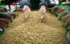 Vì sao Trung Quốc tăng mua đậu nành từ Brazil thay vì Mỹ?