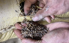 Sau đêm ngập, 100 tấn lúa hỏng, dân thiệt hại tiền tỉ