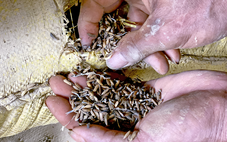 Sau đêm ngập, 100 tấn lúa hỏng, dân thiệt hại tiền tỉ