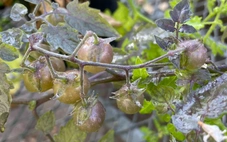 Cà chua hoang dã ở Galápagos thách thức học thuyết tiến hóa của Darwin