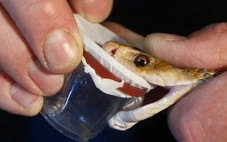 Đột phá: Tạo ra huyết thanh chống lại nọc độc 17 loài rắn nguy hiểm nhất