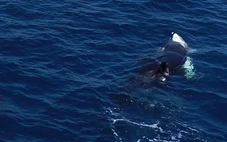 Cá voi sát thủ dùng 'chiêu thôi miên' hạ gục cá mập trắng