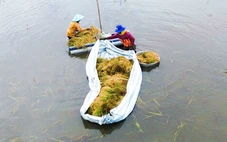 Nước ngập sâu, lúa chín gục ngoài đồng, bà con An Giang cắt mót từng bông lúa