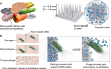 Miếng dán virus có thể tiêu diệt 99,9% vi khuẩn trong thực phẩm
