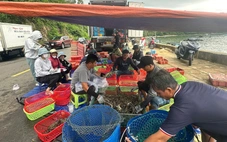 Dân bán tháo tôm hùm chạy bão số 13