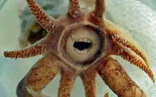 Có hay không 'quái vật biển nhỏ' có răng giống người?