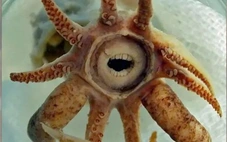 Có hay không 'quái vật biển nhỏ' có răng giống người?