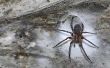 Phát hiện mạng nhện lớn nhất thế giới với 111.000 con