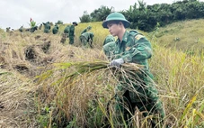 Bộ đội biên phòng gặt lúa giúp dân 'chạy bão', chằng nhà cửa