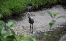 Hồng hạc có lứa đầu tiên kiểu tự nhiên tại Thảo cầm viên Sài Gòn