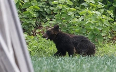 Nhật Bản khủng hoảng vì gấu tấn công, khuyến khích học sinh mang chai nhựa để tự vệ