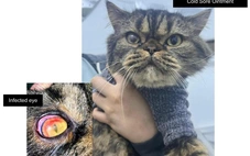 Kem trị mụn rộp ở người cứu hàng nghìn mèo mắc bệnh viêm mắt