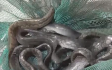 Cuộc thi Lan tỏa năng lượng tích cực 2025: Tư duy mới trên ruộng đồng quê cũ