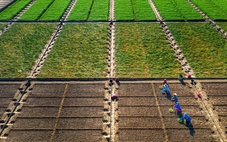 Góp ý văn kiện Đại hội Đảng XIV: Xây nền vững cho một Việt Nam xanh và số