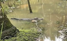 Người dân báo thấy cá sấu trong mương nước ở Cần Thơ