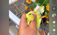 Cắt lông cánh của chim cảnh không mang lại lợi ích như nhiều người lầm tưởng