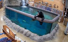 Xuất hiện gấu đen đột nhập vào cửa hàng và ăn sạch hồ cá?