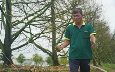 Nhà vườn trồng sầu riêng mất tiền tỉ xây tường ngăn thủy triều