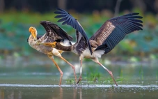 Thi ảnh thiên nhiên hoang dã không phải để săn ảnh