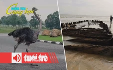 Điểm tin 18h: Tiêu hủy đà điểu chạy trên đường ở TP.HCM; Tàu cổ Hội An bất ngờ nổi lên