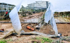 Xót xa hình ảnh vùng rau lớn nhất Lâm Đồng tan hoang sau lũ dữ