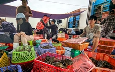 Thủ phủ tôm hùm vịnh Xuân Đài 'quyết dựng lại cơ nghiệp' sau bão lũ