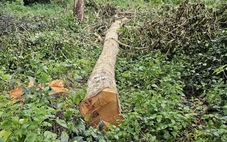 Phó ban quản lý chỉ đạo đốn hạ hàng chục cây xà cừ trong công viên ở Cần Thơ?