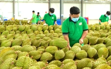 Từ 2026 truy xuất nguồn gốc tất cả nông sản, bán trái cây chứa chất cấm sẽ bị xử lý