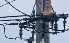 Trèo lên trụ điện bắt ong vò vẽ, nam thanh niên tử vong thương tâm