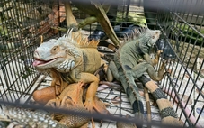 Phát hiện 75 con rồng Nam Mỹ không có hồ sơ hợp pháp nuôi nhốt ở xã Nhà Bè, TP.HCM