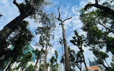 TP.HCM: Vì sao cây xanh ở công viên 30-4 phải cắt tỉa trơ trọi 'như trụ điện'?