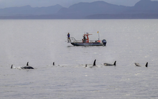 Lần đầu phát hiện cá voi sát thủ và cá heo 'hợp tác' săn mồi