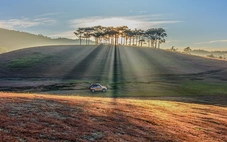 Đà Lạt lại mơ màng trong mùa cỏ hồng sau mưa