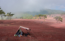 Đà Lạt lại mơ màng trong mùa cỏ hồng sau mưa